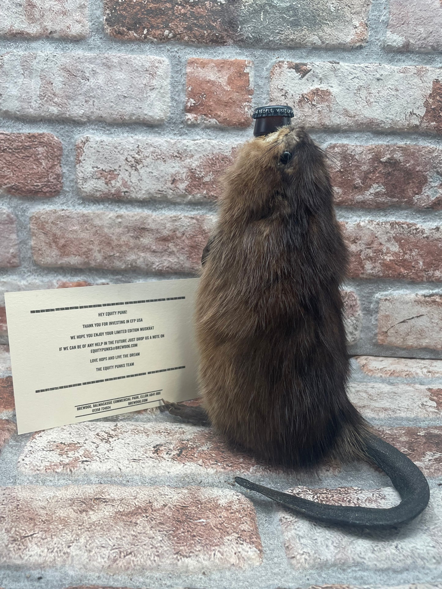 Brewdog End Of History (Not For Sale) Ijsbock - 33 CL